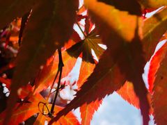 -三圣花乡旅游区