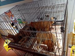 -柴犬高等学院·狗咖·柴犬售卖·宠物训练