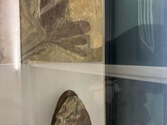 -辽宁古生物博物馆