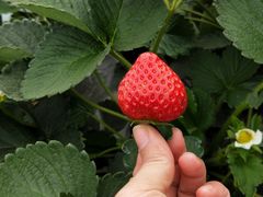 -神光山国家森林公园