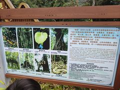 -海南霸王岭国家森林公园