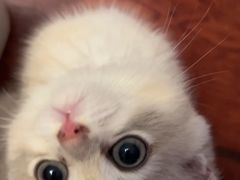 -欣宠猫屋·矮脚拿破仑·蓝金金渐层