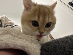 -东方名猫馆·英短金渐层布偶猫舍(环线广场1号楼店)