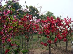 -南汇桃花村