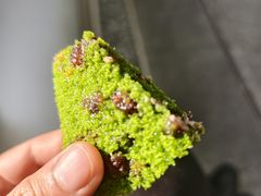 -重八牛府之小有名气(大望路店)