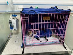 -小伙伴宠物医院•急重症转诊中心·老年专科·犬猫全科(北大街总院)
