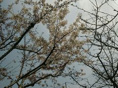 android_upload_pic-高东镇樱花园