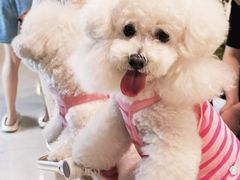 -帕帕拉兹宠物(亚洲旗舰店)