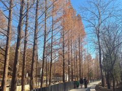 -白水寺森林公园