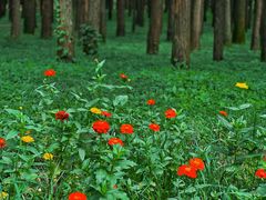 -上海共青森林公园