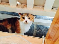 Anne猫窝咖啡屋-Anne猫窝咖啡屋