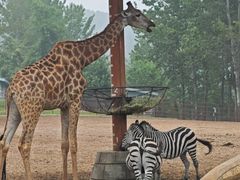 -大连森林动物园