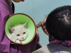 -特一安24小时宠物医院·骨科·中兽医