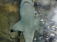 -锦艺城海洋馆