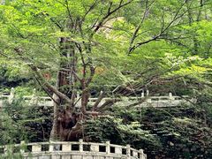 -藏山旅游风景区
