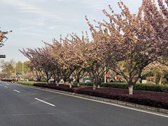 -苏州独墅湖体育馆