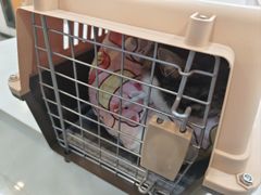 -贝康宠物医院·犬猫全科·小动物特色诊疗中心(东环路店)