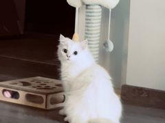 -美联众合爱康动物医院•复杂内科•肿瘤科•牙科•腔镜诊疗中心
