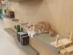 -飞行喵MR PILOT|猫舍·猫咖(静安大融城店)