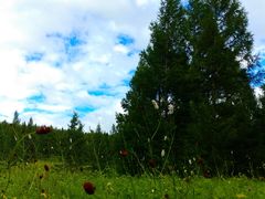 景点-塞罕坝国家级自然保护区