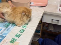 -瑞派宠物医院·24h·骨外科·皮肤科·全科宠物医疗转诊中心(沈阳浑南院)