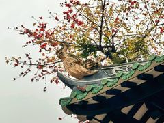 -光孝寺