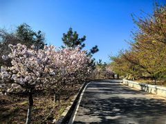 -樱花山风景区