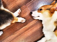 -柯斗斗主题餐厅·狗咖·围炉煮茶·茶饮(国瑞升平里店)