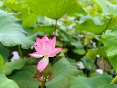 -厦门园林博览苑
