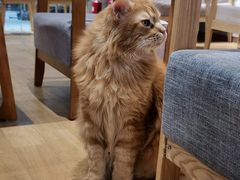 -藏猫猫咖啡主题馆(中央大道店)