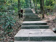 -深圳仙湖植物园