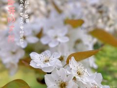 -树山生态村