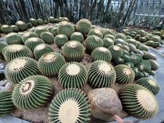 -深圳仙湖植物园