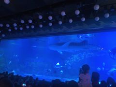 -烟台海昌鲸鲨海洋公园