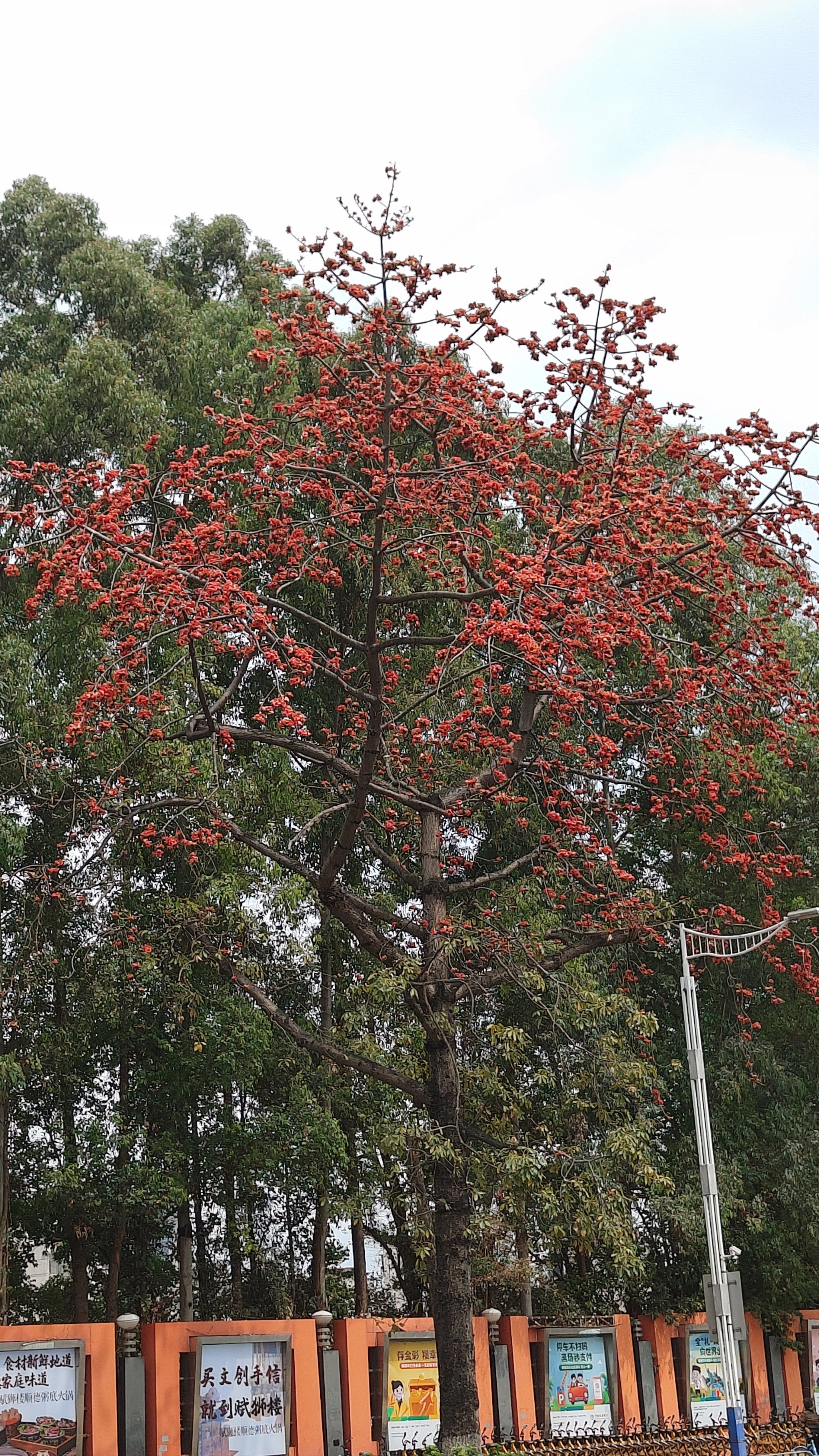 红棉花的花语图片