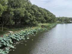 -同里国家湿地公园