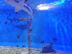 -太平洋海底世界