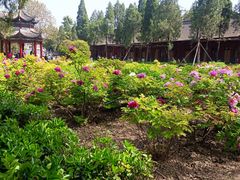 -洛阳白马寺