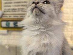 -平行世界·猫咖(首经贸店)
