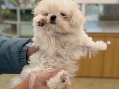 -翊宠yipet猫狗购宠庄园犬舍•猫舍