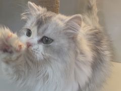 -十月米努特矮脚猫舍