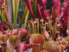 -中国科学院西双版纳热带植物园