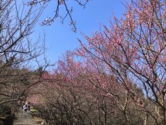 -香雪海