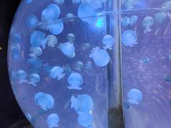 -海合安成都极地海洋公园
