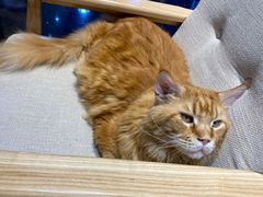 -藏猫猫咖啡主题馆(中央大道店)