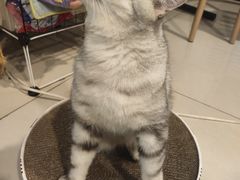 -平行世界·猫咖(首经贸店)