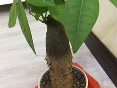 -秦美花卉(天朗·莱茵小城2期店)