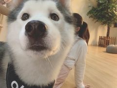 -Husky Go! 哈士奇体验馆·宠物咖啡厅狗咖