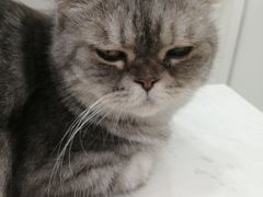 -喵园·猫主题咖啡厅·撸猫·猫咖(国贸店)