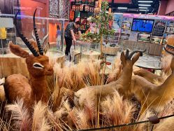 -卡通尼·Safari非洲探索乐园·生日会(金桥国际商业广场店)